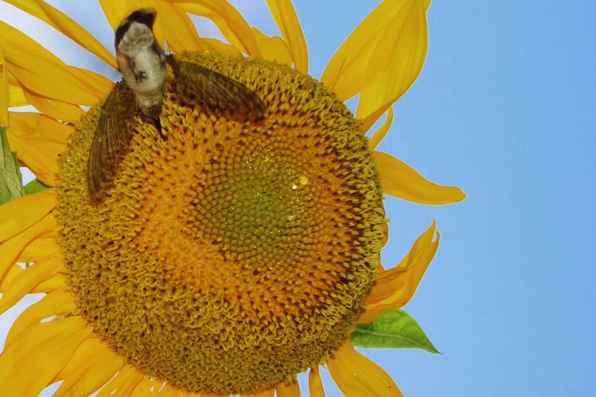 Black Oil Sunflower Seeds for Planting | Non-GMO Helianthus annuus | Attract Pollinators & Wildlife