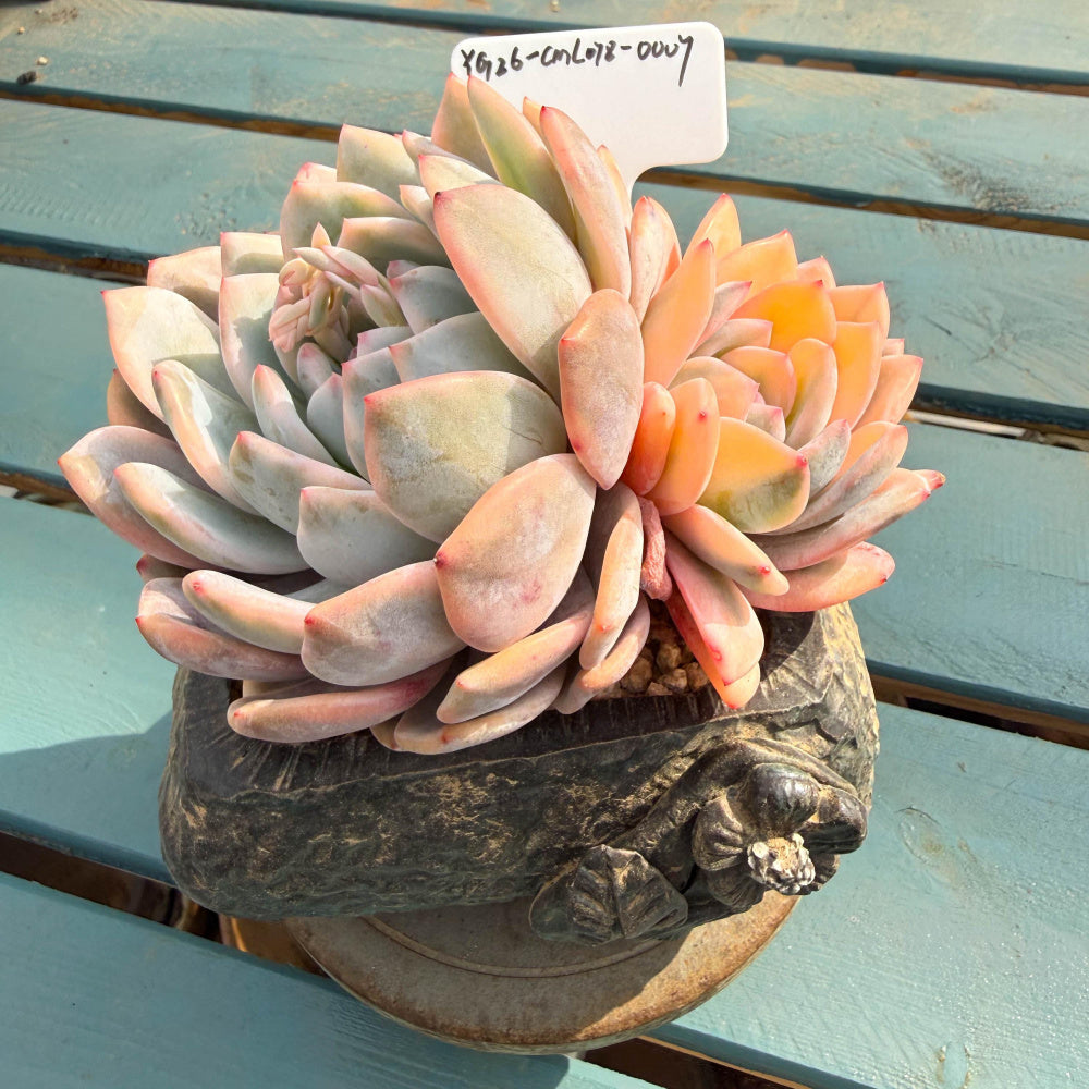 CML078-0007 Exact Plant Shown – Echeveria 'Orange Monroe' Variegated 4.5" Mature Plant | What You See Is What You Get Rare Succulent