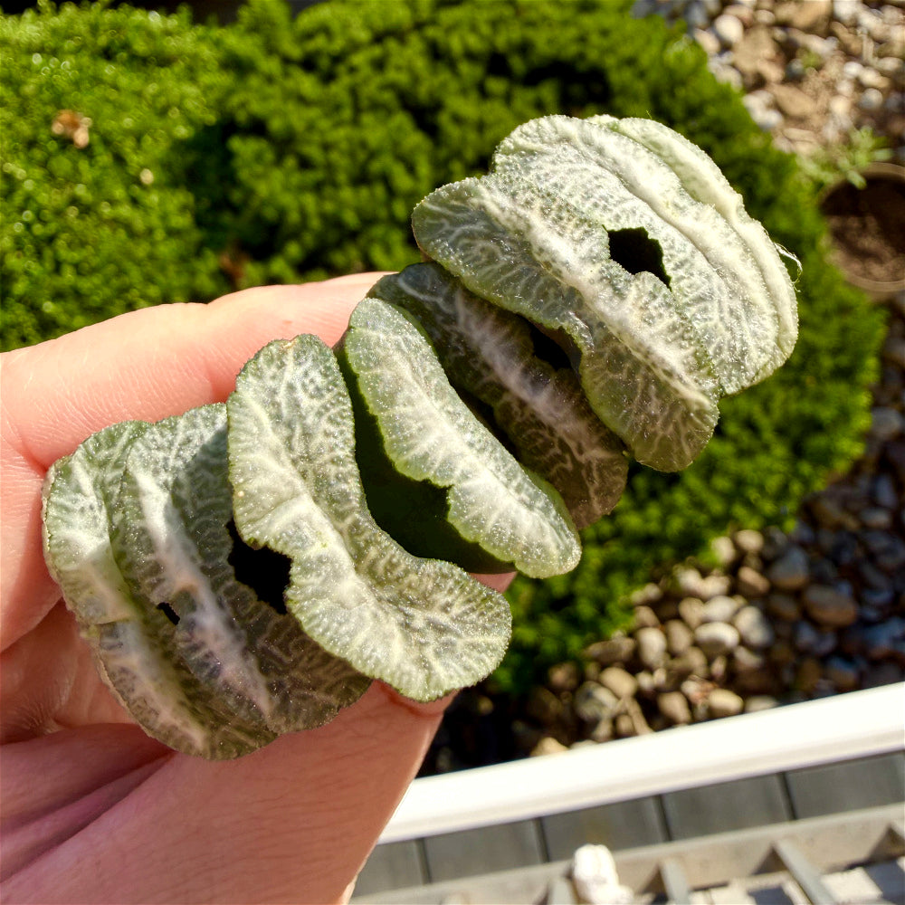 Haworthia Truncata