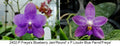 Phalaenopsis (Freya’s Blueberry Jam x Lioulin Blue Parrot)