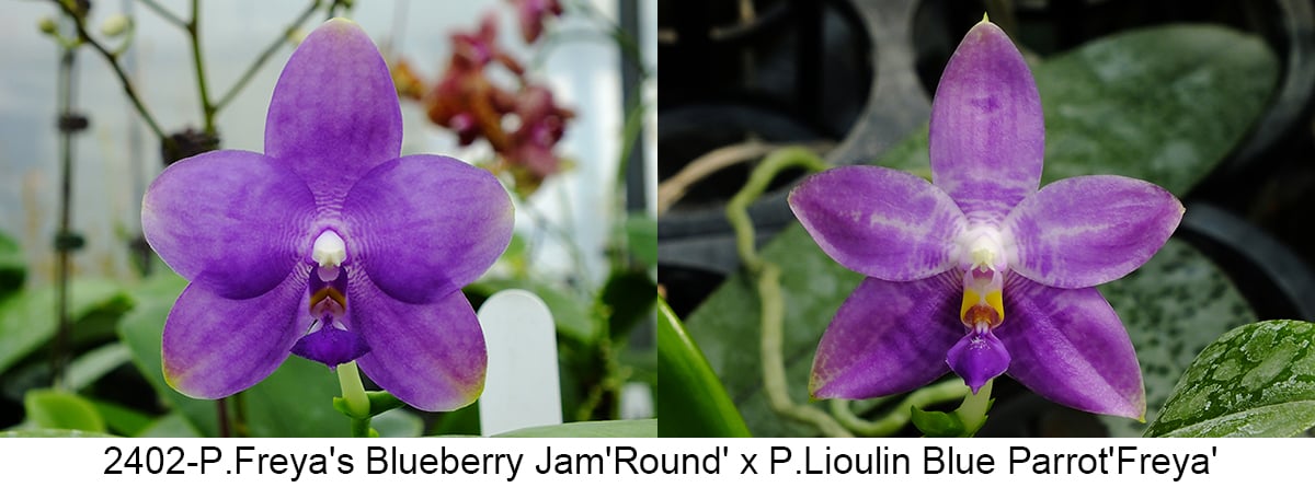 Phalaenopsis (Freya’s Blueberry Jam x Lioulin Blue Parrot)