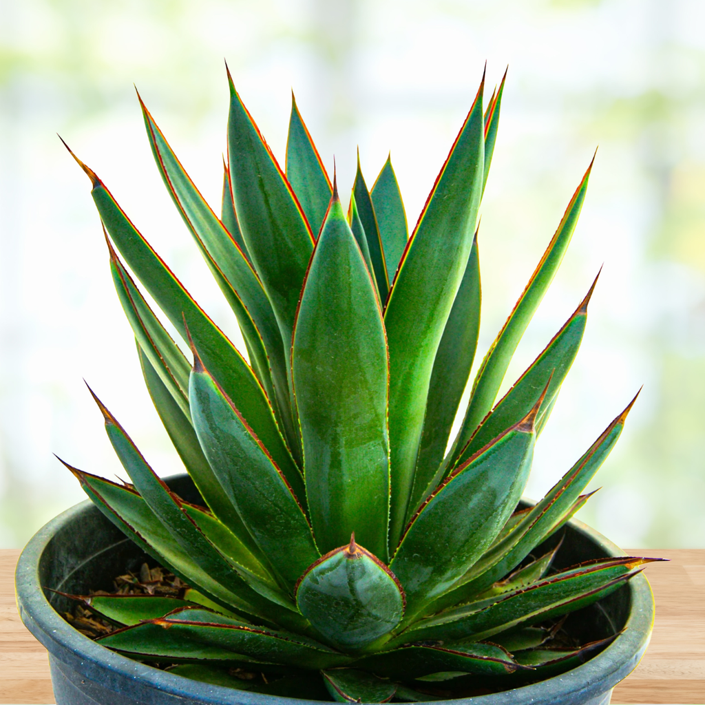 Agave 'Blue Glow'