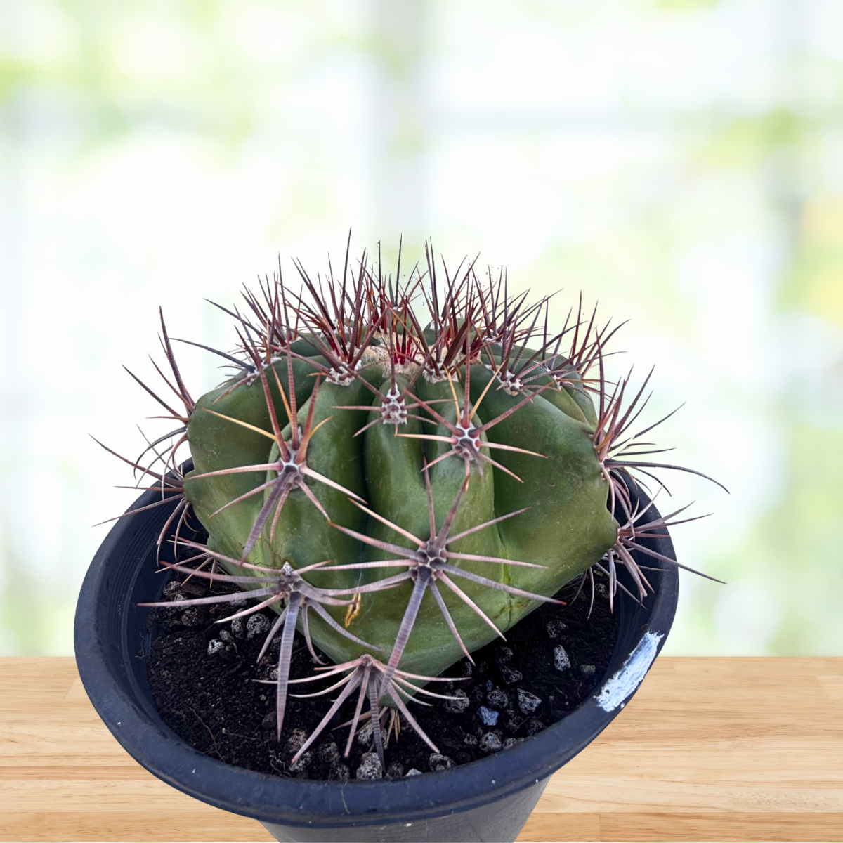 Echinocactus ingens