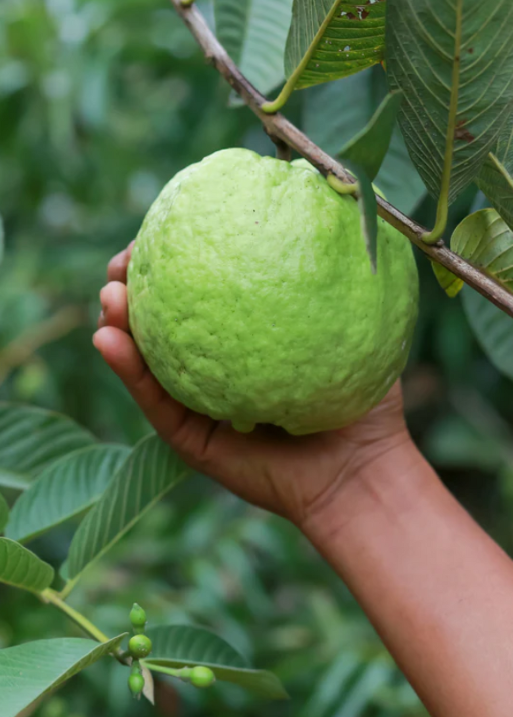 XL Guava Bundle: 'Ruby Supreme' & 'Kilo' Guava Trees