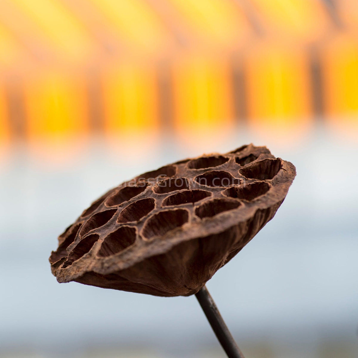 Dried Lotus Pods 3 Pack