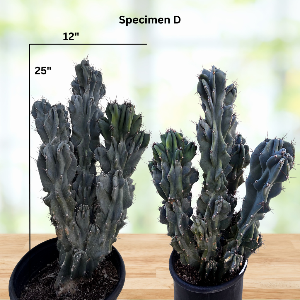 Curiosity Cactus