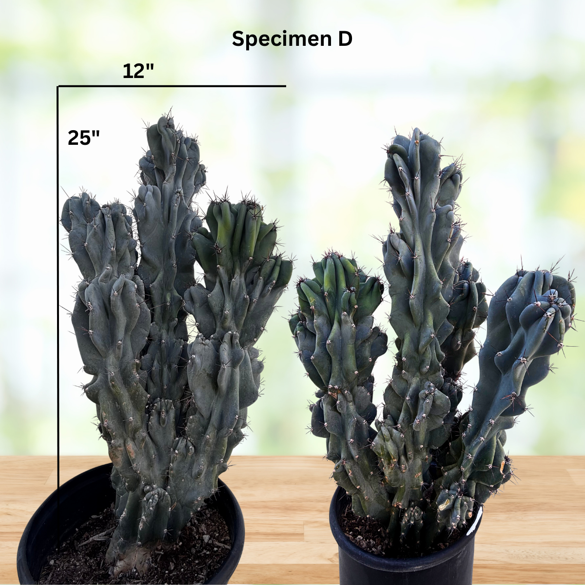 Curiosity Cactus