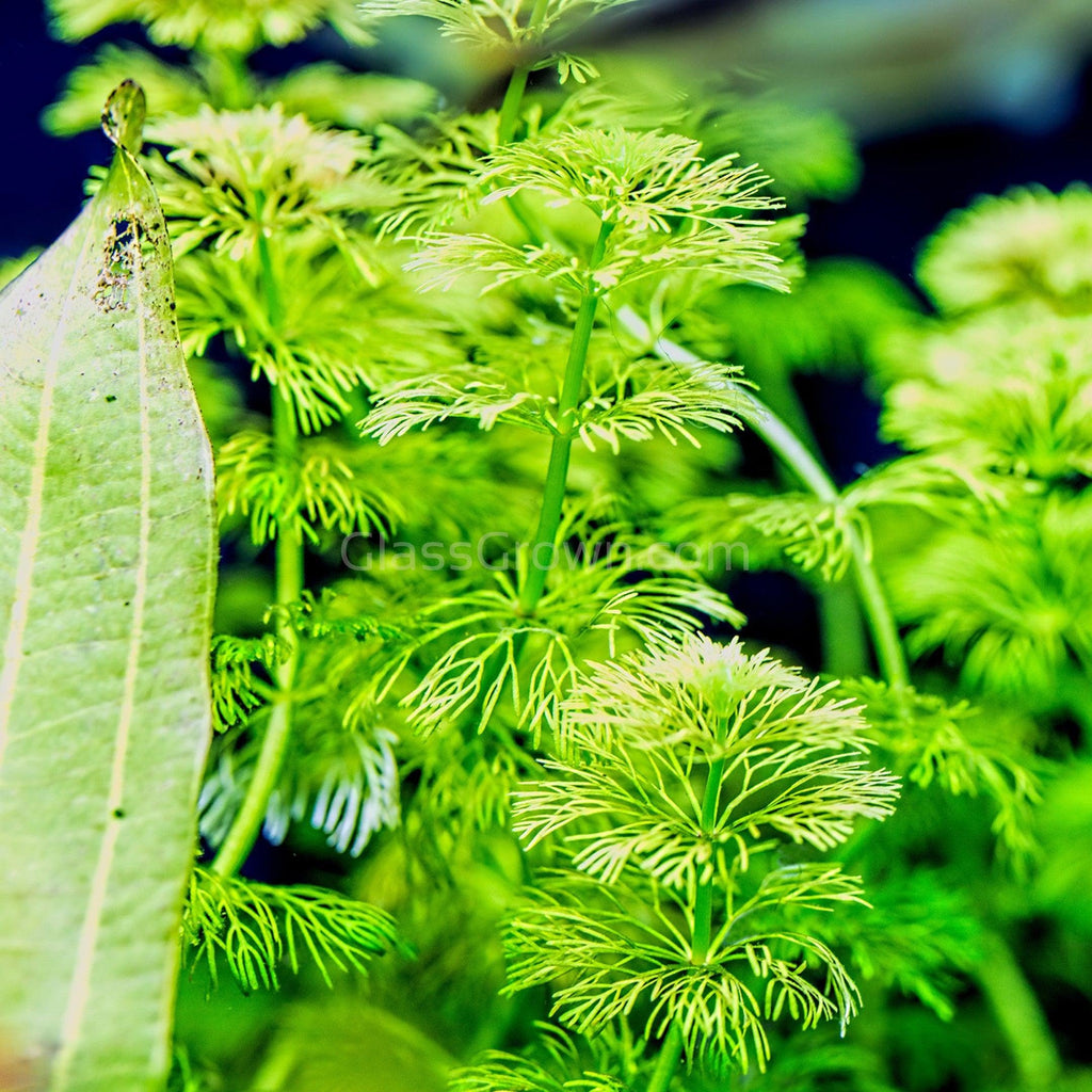 Bunch Hornwort (Ceratophyllum Demersum)