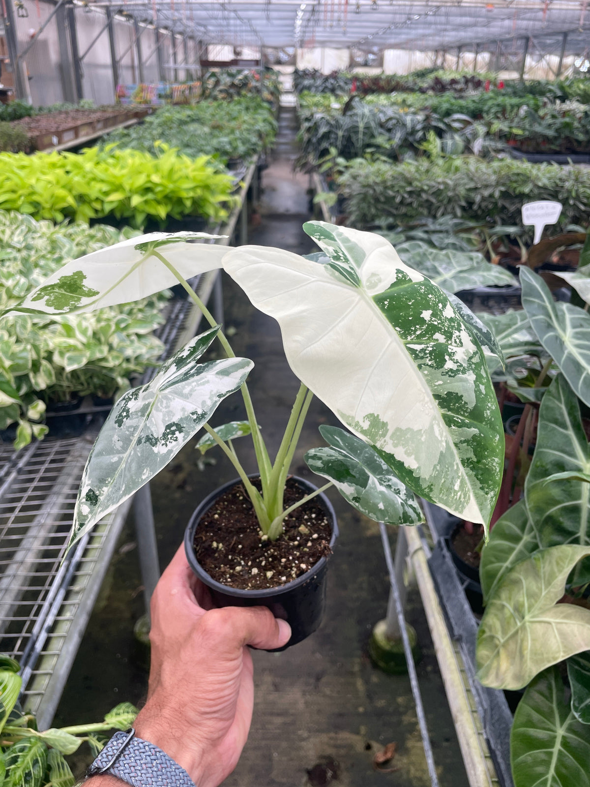 Variegated Alocasia 'Frydek'