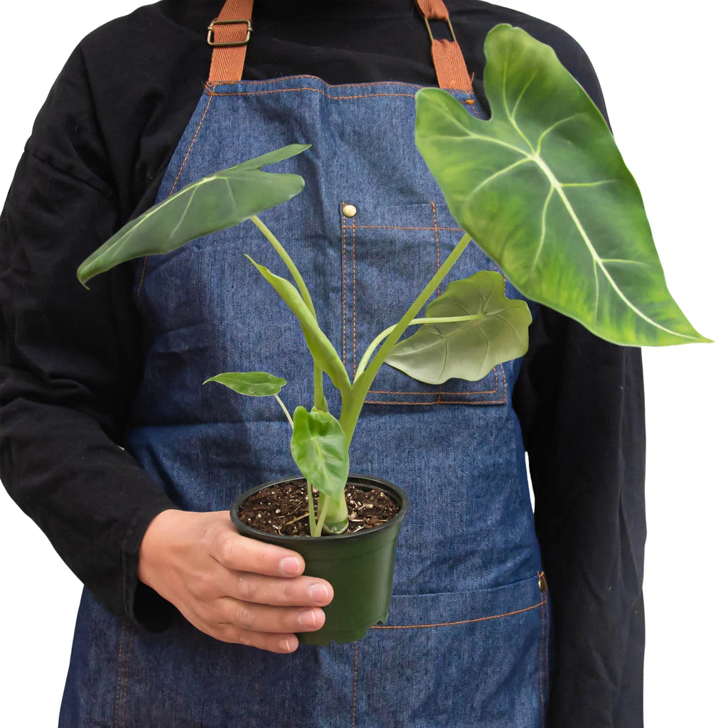 Alocasia Micholitziana 'Frydek' Hybrid