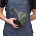 Alocasia Rugosa 'Melo'