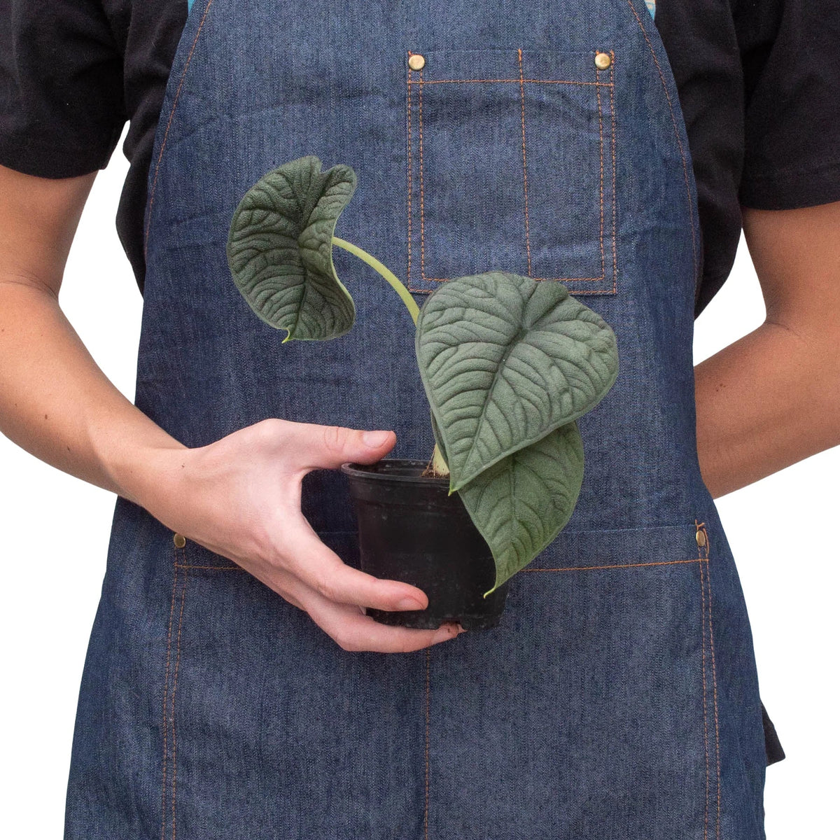 Alocasia Rugosa 'Melo'