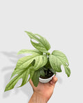 Amydrium 'Silver' Spiderman Monstera