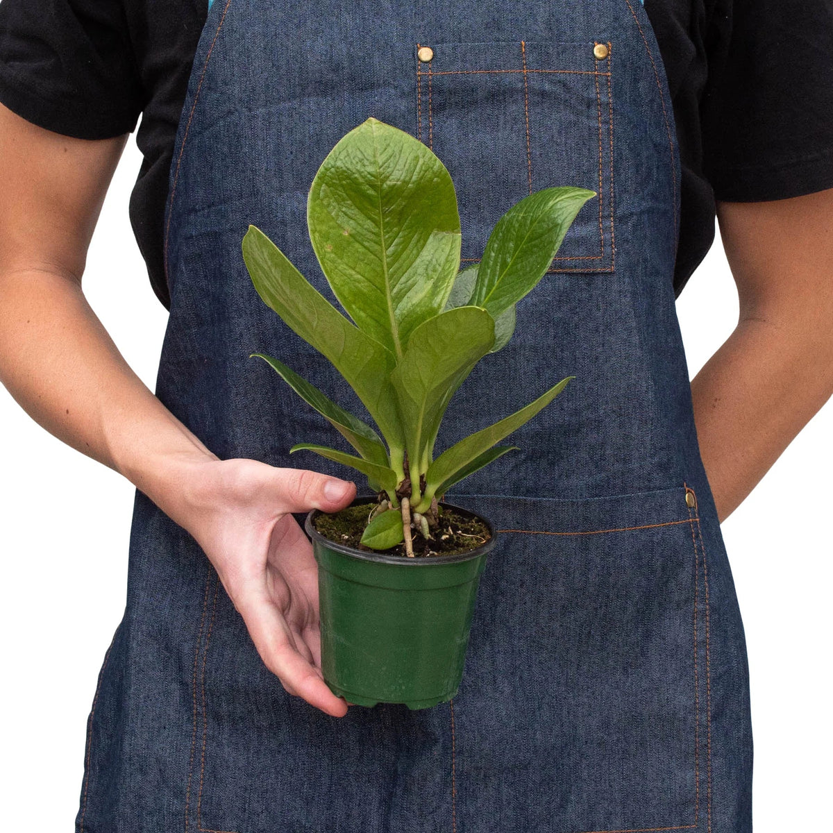 Anthurium Cobra Hybrid