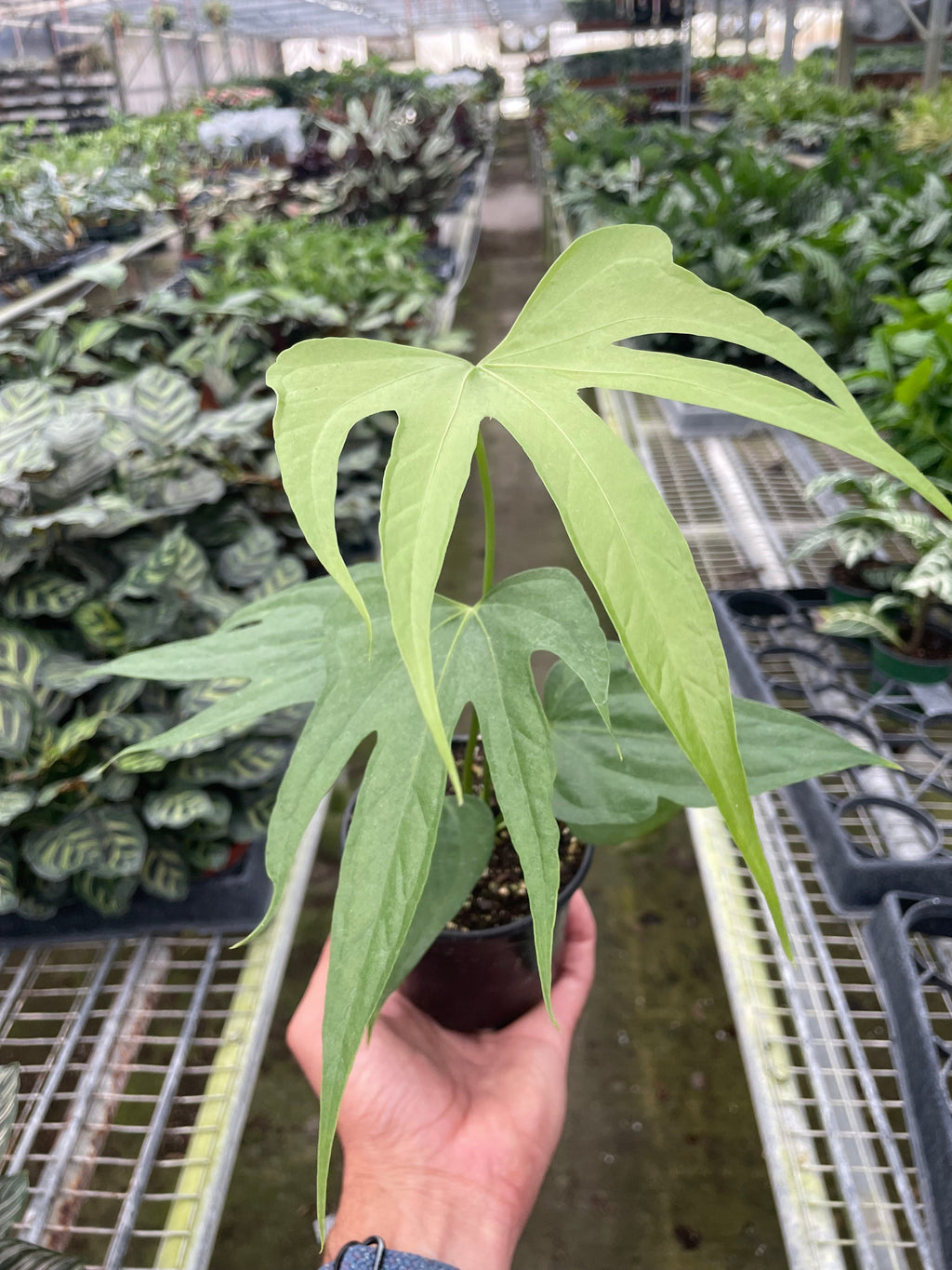 Anthurium Pedatoradiatum