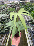 Anthurium Pedatoradiatum