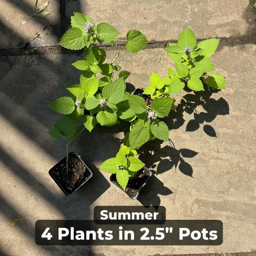 Native Anise Hyssop Live Plant – Pollinator Perennial – Agastache foeniculum – Purple Blooms – Bee & Butterfly Garden – Zones 4–8
