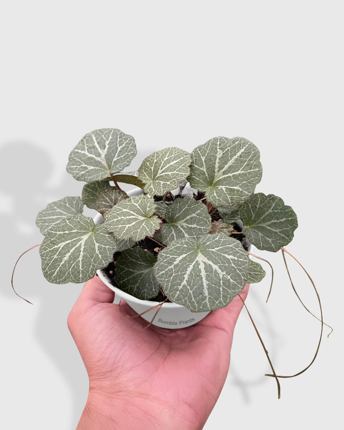 Saxifraga Stolonifera Begonia 'Strawberry'