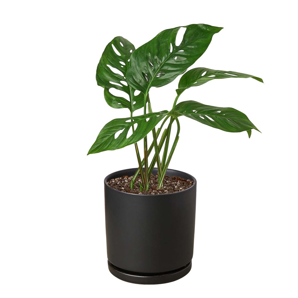 Monstera Adansonii 'Swiss Cheese'