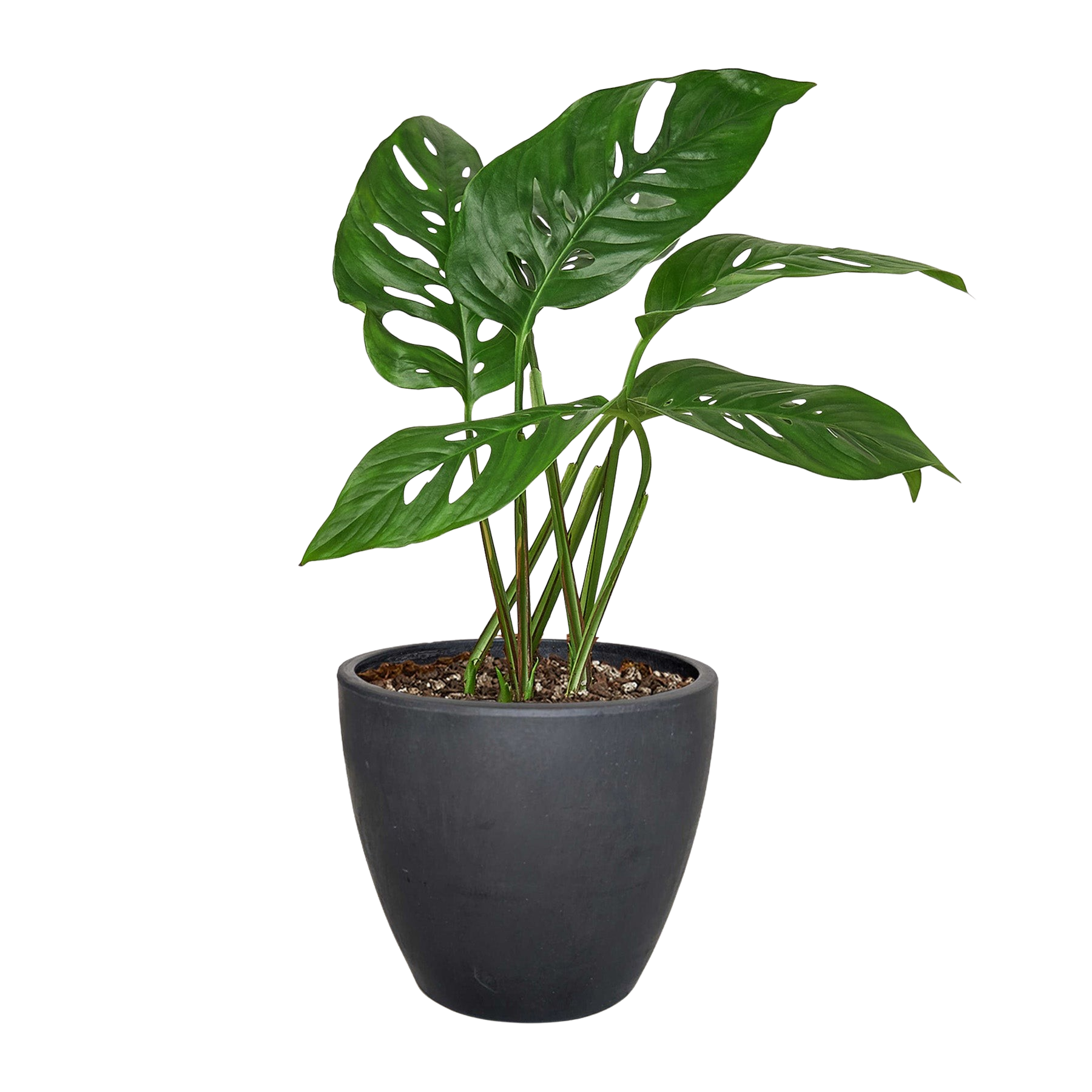Monstera Adansonii Swiss Cheese | Easy Care Vining Plant | House Plant Shop