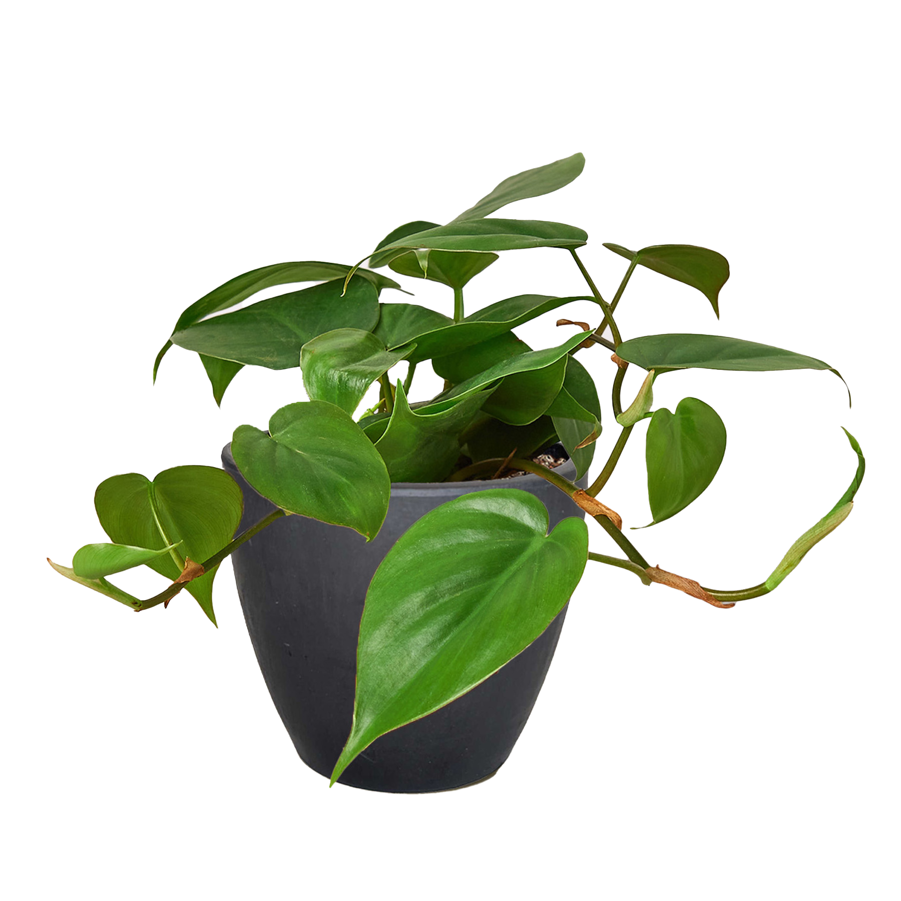 Philodendron Cordatum Heartleaf