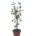 Bonsai Bald Cypress