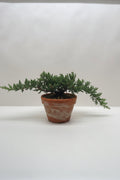 Ficus Microcarpa Compacta Bonsai Juniper