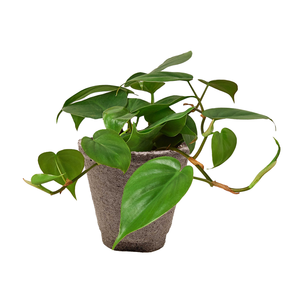 Philodendron Cordatum Heartleaf | Easy Care Climbing Houseplant | House Plant Shop