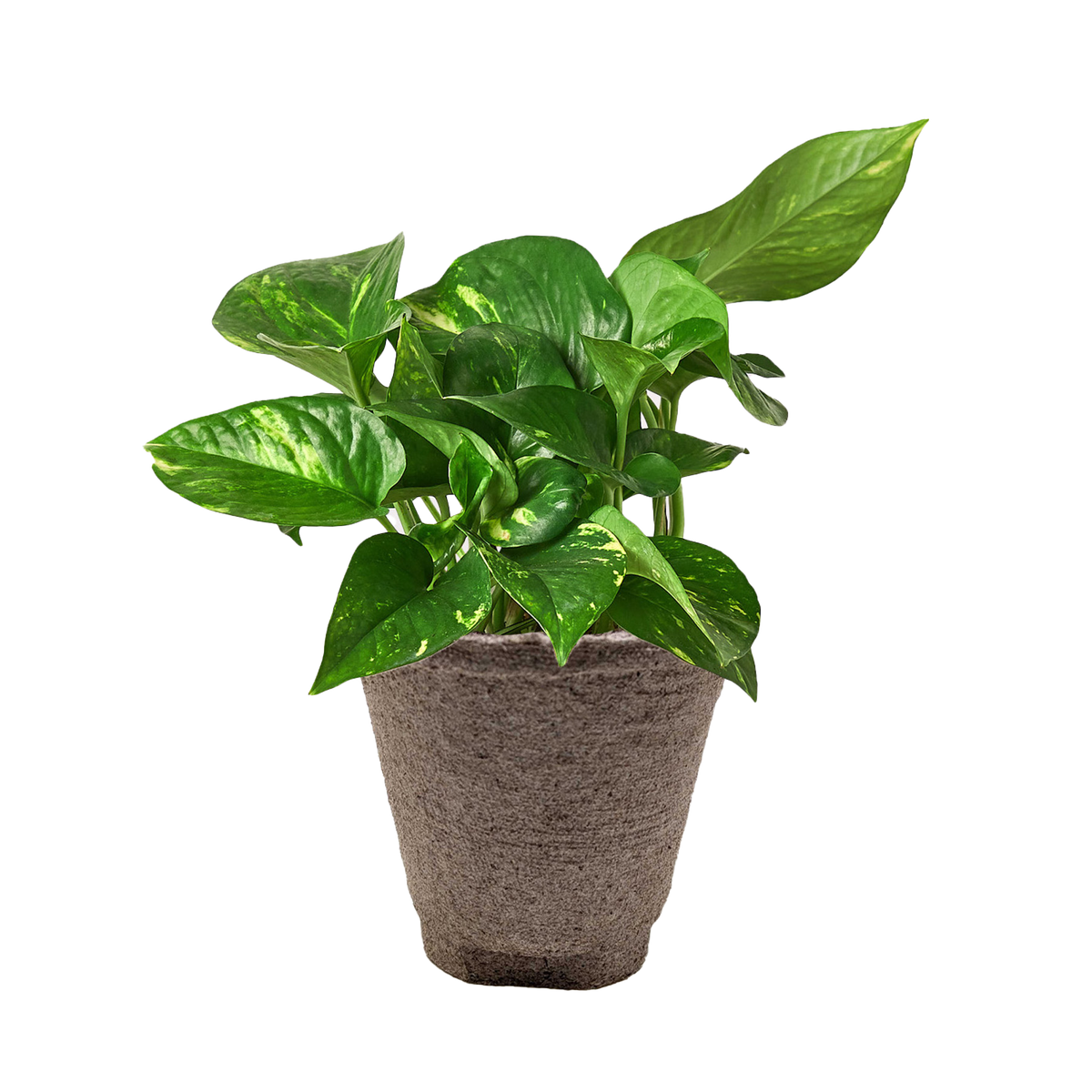 Epipremnum Aureum Devil's Ivy Golden Pothos