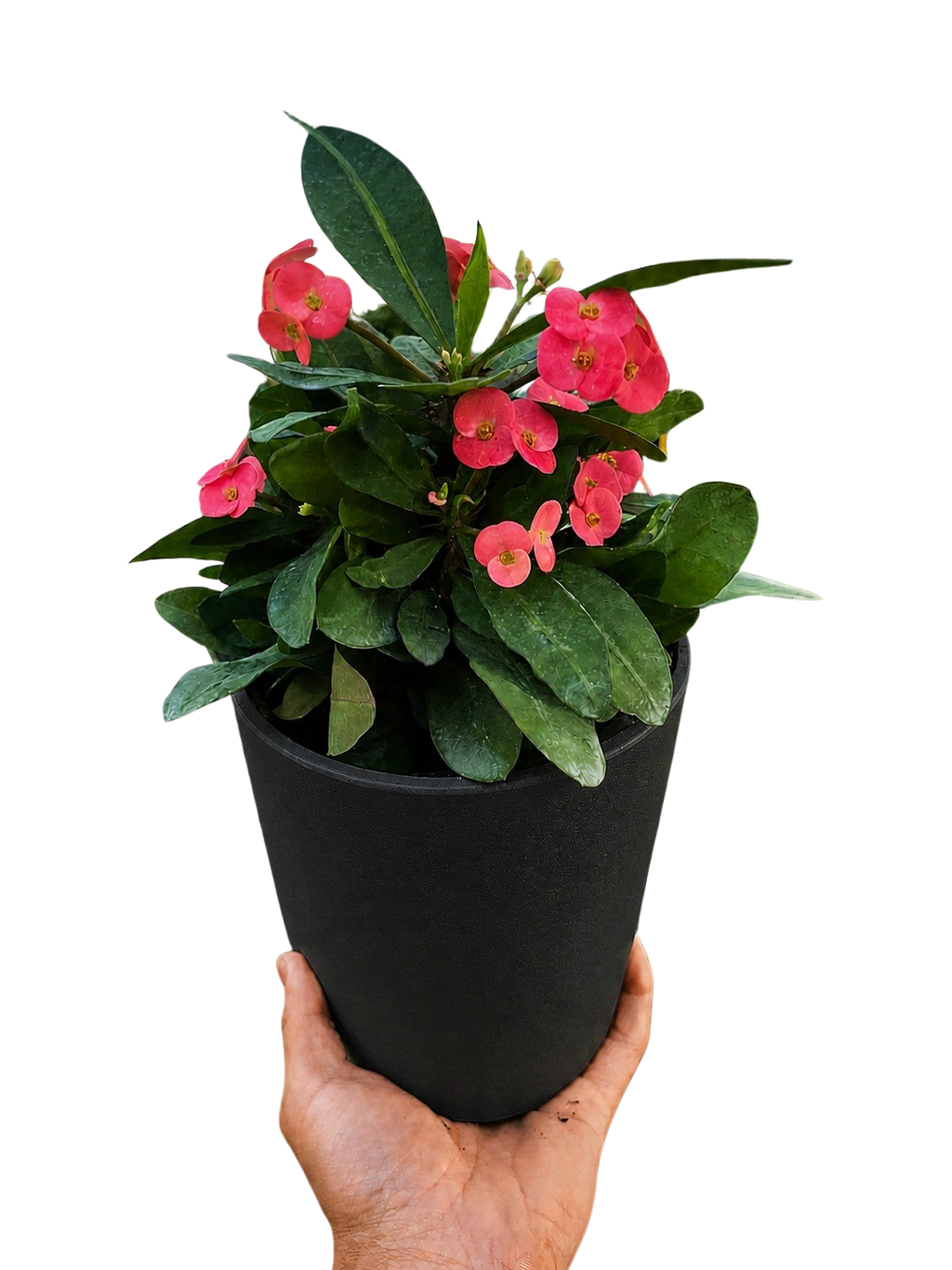 Euphorbia Milii Crown of Thorns Flowers