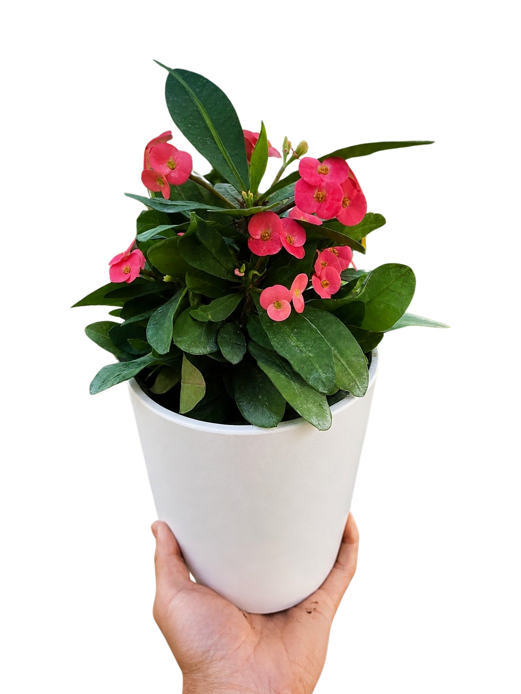 Euphorbia Milii Crown of Thorns Flowers
