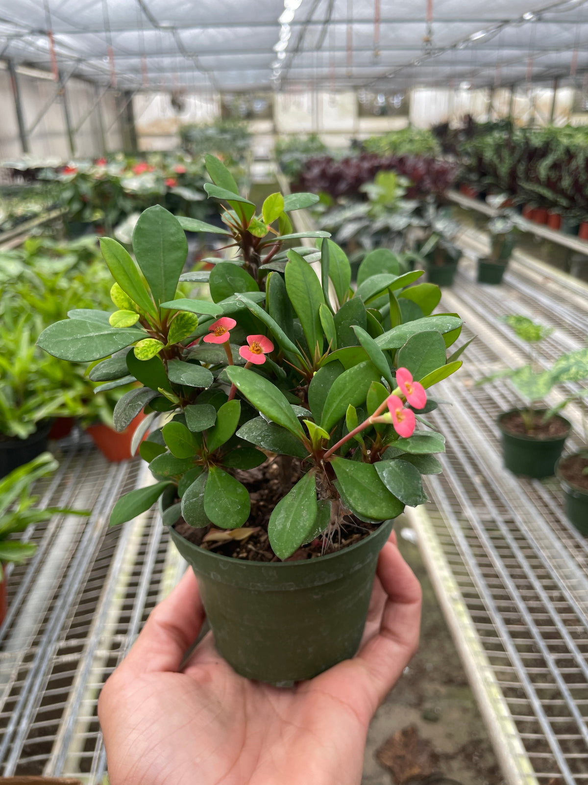 Euphorbia Milii Crown of Thorns Flowers