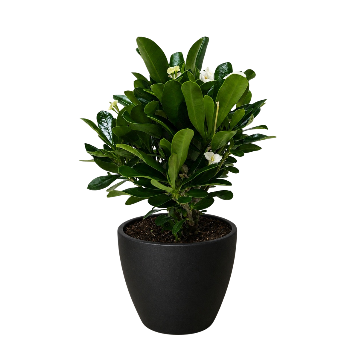Euphorbia Milii Crown of Thorns Flowers
