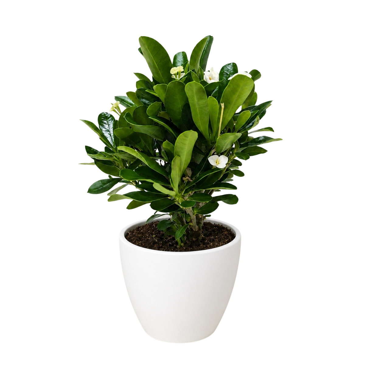 Euphorbia Milii Crown of Thorns Flowers