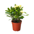 Crown of Thorns | Long-Lasting Red & Yellow Flowering Plant | House Plant Shop