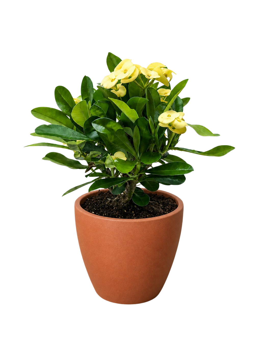 Euphorbia Milii Crown of Thorns Flowers
