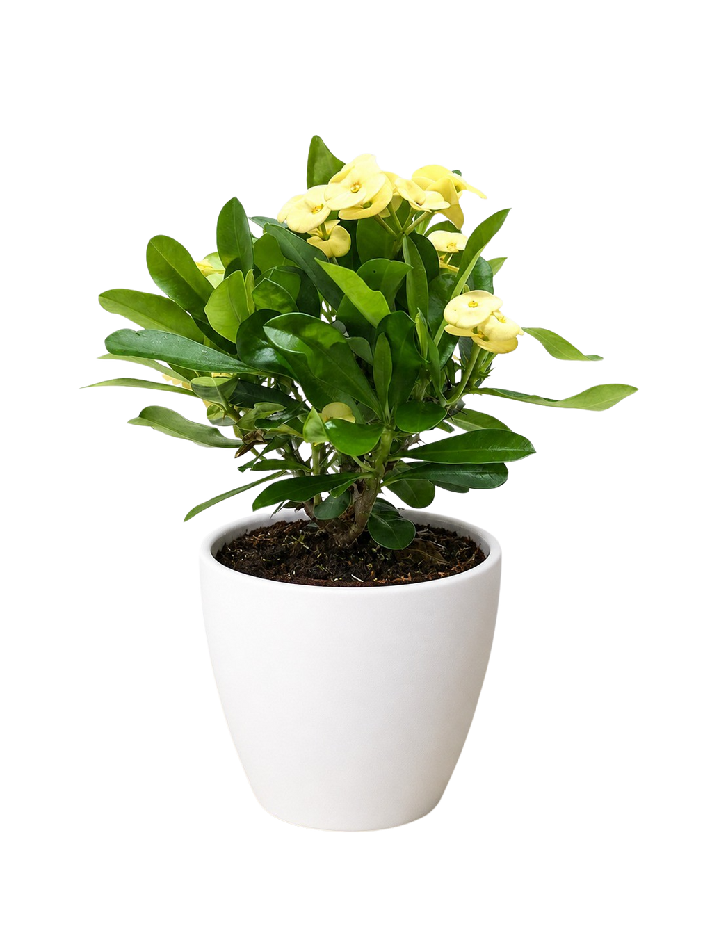 Euphorbia Milii Crown of Thorns Flowers