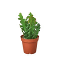 Ric Rac Fishbone Cactus