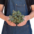 Fittonia 'Pink' Nerve Plant