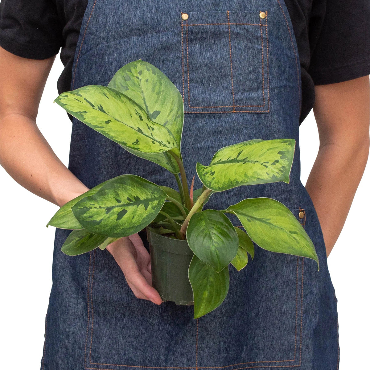 Homalomena Selby Hybrid