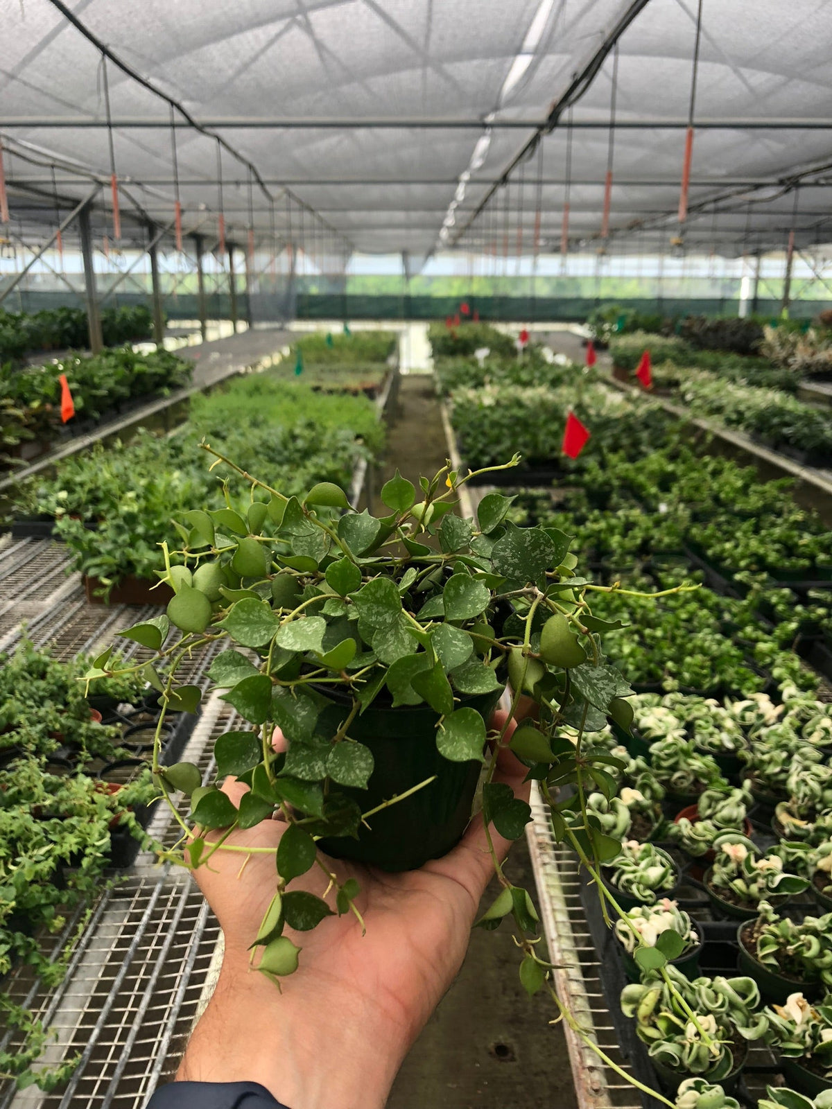 Hoya Curtisii