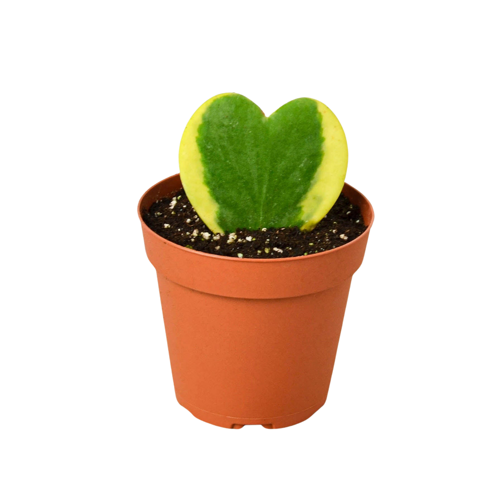 Variegated Sweetheart Hoya Kerrii Albo