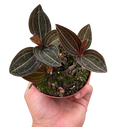 Ludisia Discolor
