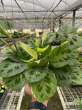 Variegated Maranta Leuconeura Kerchoveana