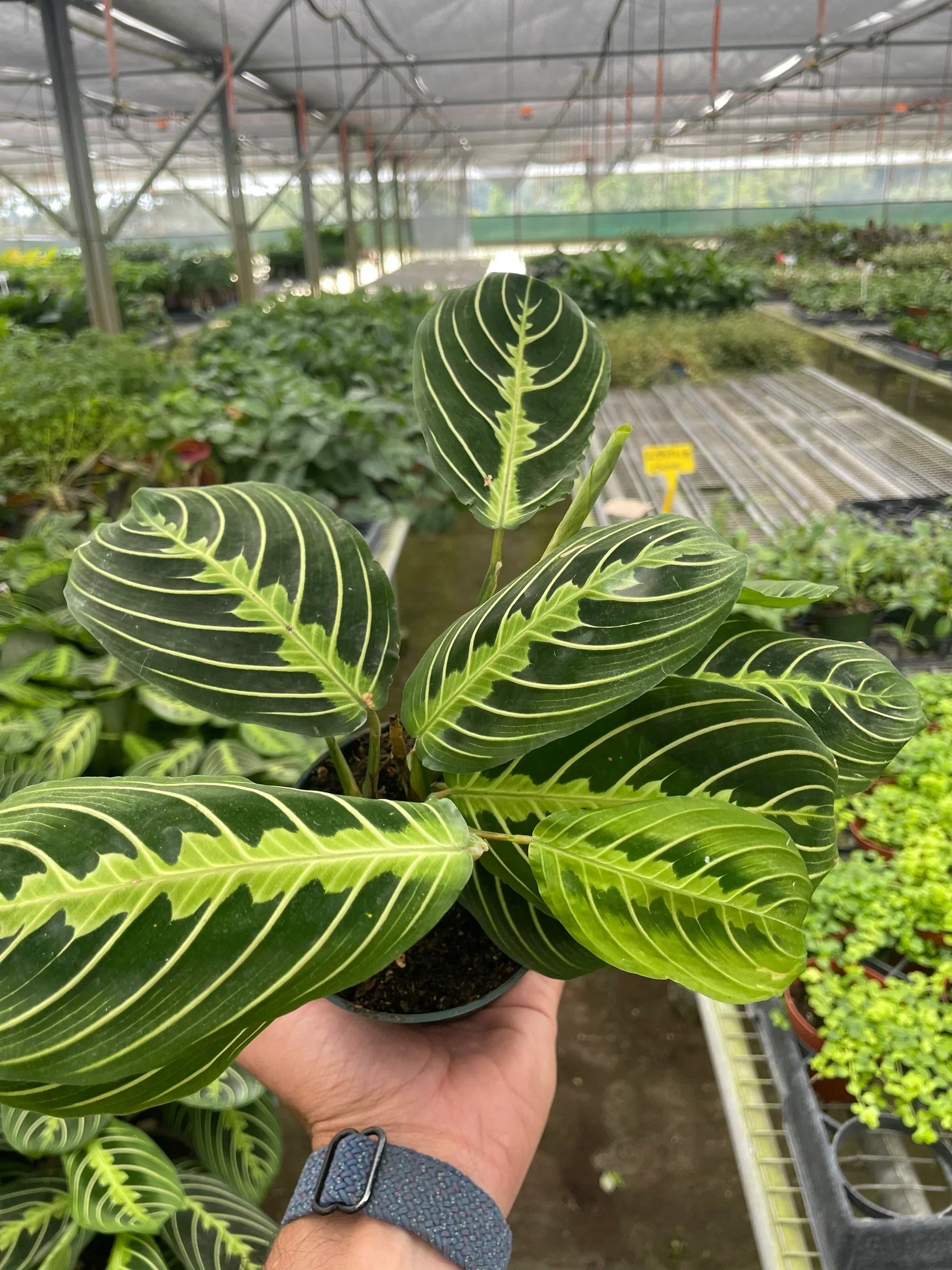Maranta 'Lemon Lime' - 4" Pot - NURSERY POT ONLY