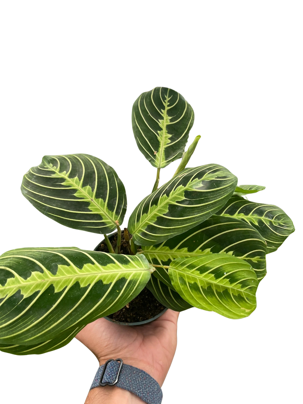 Maranta 'Lemon Lime' - 4" Pot - NURSERY POT ONLY