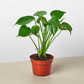 Monstera Deliciosa 'Split-Leaf'