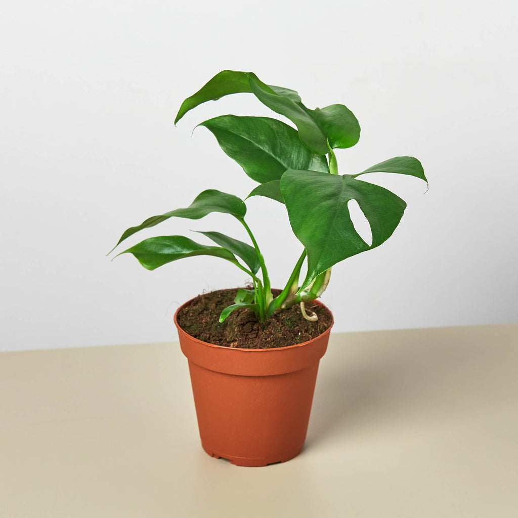 Monstera Bundle
