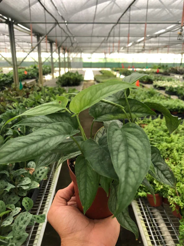 Monstera Siltepecana