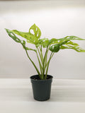 Monstera Adansonii Swiss Cheese Neon | Chartreuse Vining Plant | House Plant Shop